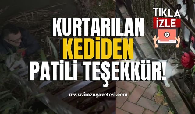 Zonguldak'ta Çaya Düşen Kediden Patili Teşekkür... | Zonguldak Haber