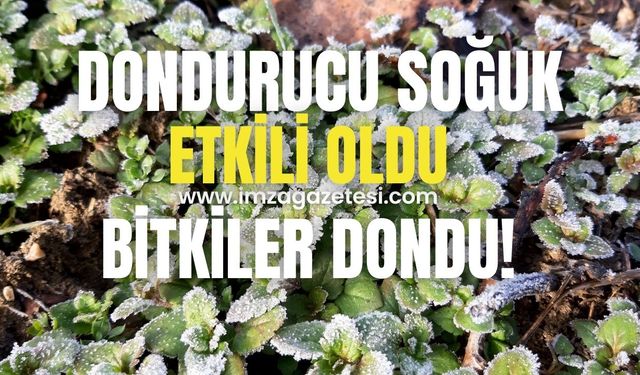 Bolu Mudurnu'da Dondurucu Soğuk ve Sis Etkili: Bitkiler Buzla Kaplandı!