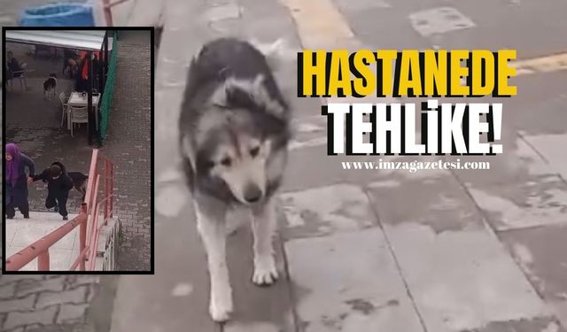 Zonguldak'ın ilçe hastanesinde köpek tehlikesi!