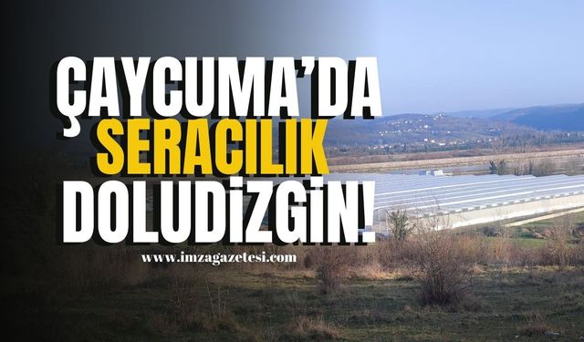 Çaycuma’da seracılık doludizgin!  | Çaycuma Haber