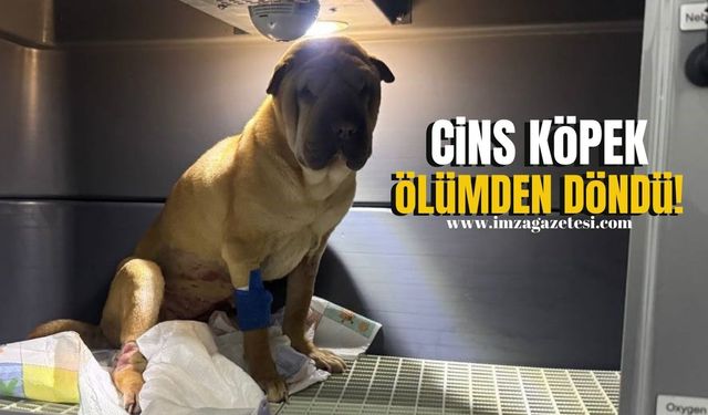 Zonguldak'ta Shar Pei'nin Rahminden 1,5 Kilo İltihap Çıkartıldı...Ölümden Döndü!