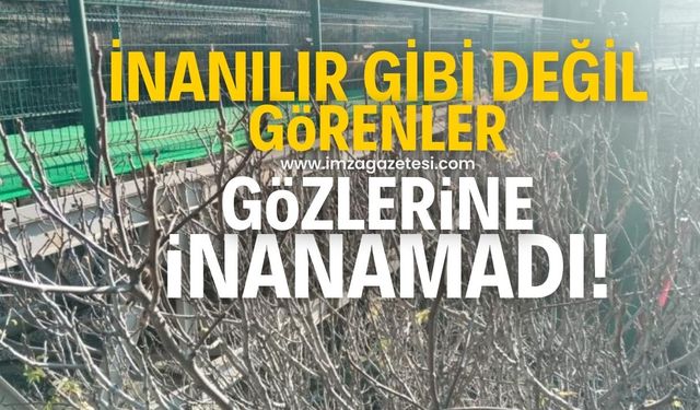 İnanılır gibi değil! Görenler gözlerine inanamadı