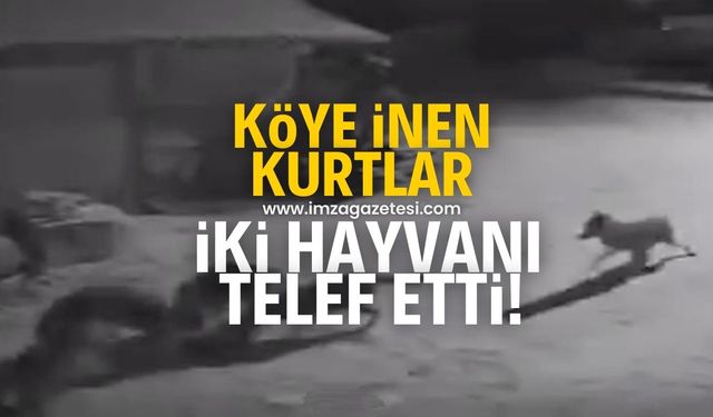 Köye inen kurtlar 2 hayvanı telef etti