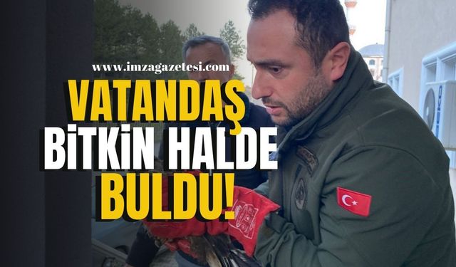 Vatandaş bitkin halde buldu! | Karabük Haber