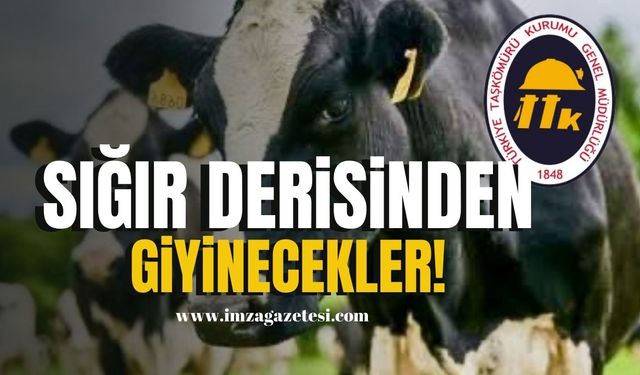 Sığır derisinden giyinecekler! | Zonguldak Haber