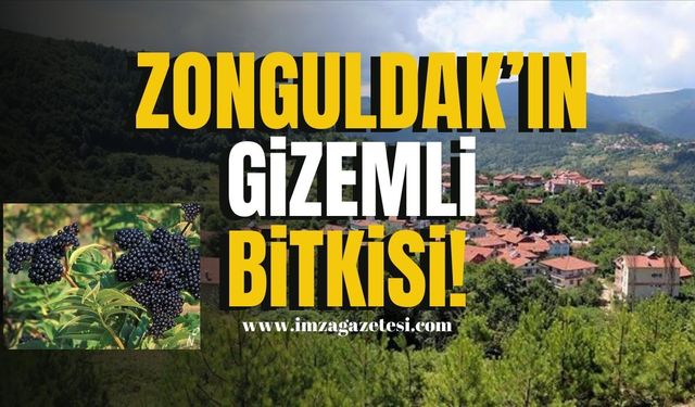 Zonguldak Kırsalının Gizemli Bitkisi! | Zonguldak Haber