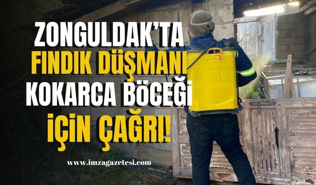 Zonguldak'ta Fındık düşmanı Kahverengi Kokarca tehdidine karşı önlem çağrısı! | Zonguldak Haberleri