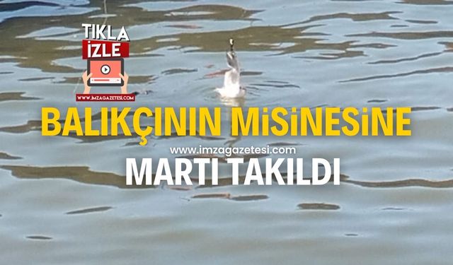 Zonguldak’ta ilginç olay! Balıkçının misinesine martı takıldı