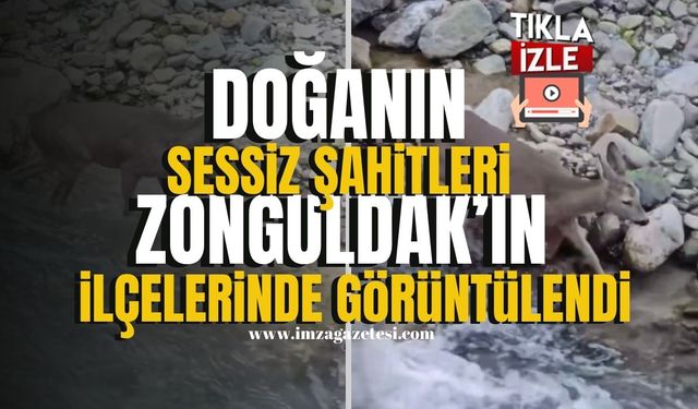 Zonguldak'ın Alaplı ve Devrek İlçelerinde Doğanın Sessiz Şahitleri Kamerada... | İmza