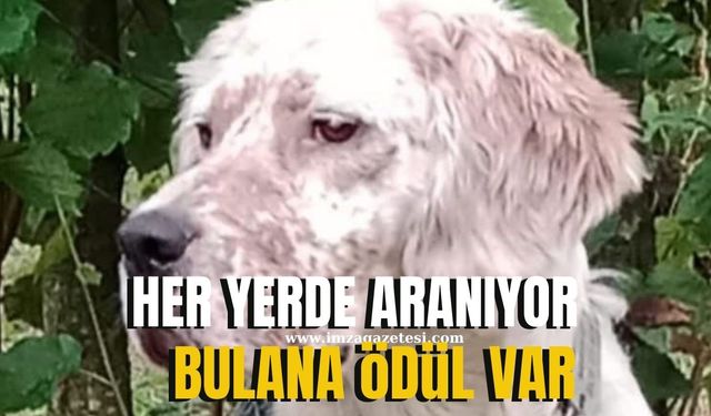 Kayıp aranıyor bulana ödül var
