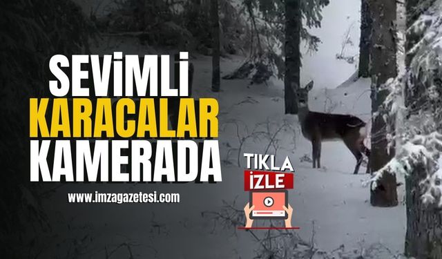 Karla kapla ormanda karacalar kameraya yansıdı… | Karabük Haberleri