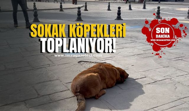 Zonguldak'ın ilçesinde sokak köpekleri toplanıyor!