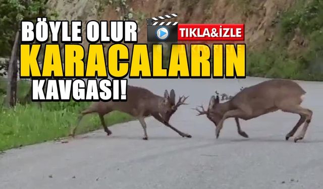 Böyle olur karacaların kavgası!