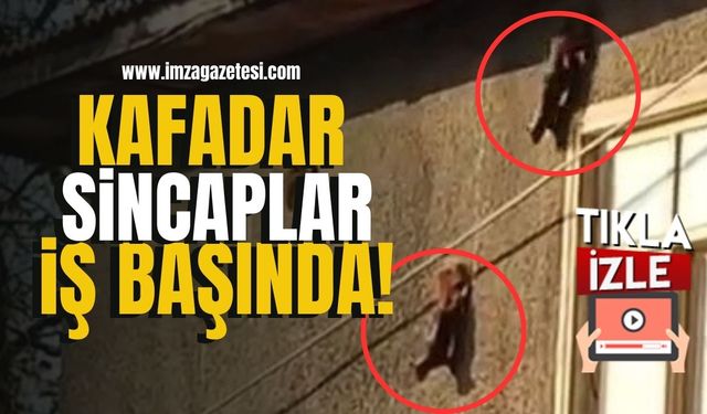 Kafadar üç sincap duvarda gezintiye çıktı!
