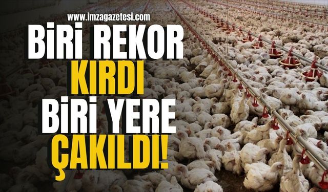 Tavuk Eti Rekor Kırdı, Yumurta Üretimi Çakıldı!