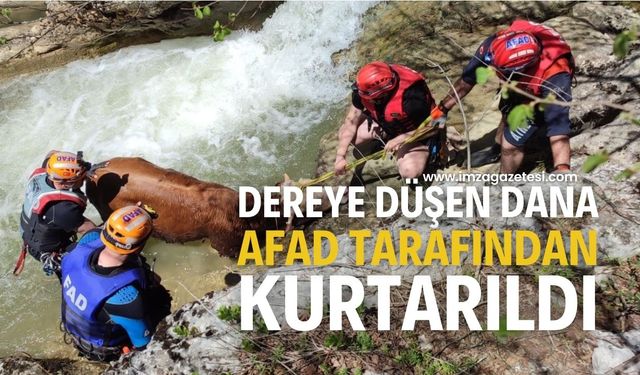 Derede mahsur kalan dana AFAD ekiplerince kurtarıldı...