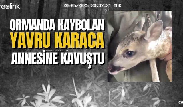 Yavru Karacanın Yürek Isıtan Kavuşması: Fotokapanlar Anı Ölümsüzleştirdi!