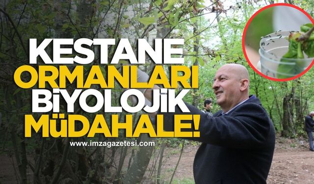Kestane Ormanlarına Biyolojik Müdahale! 10 Bin 'Doğal Savaşçı' Salındı!