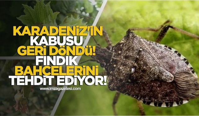 Karadeniz'in Kabusu Geri Döndü! Fındık Bahçelerini Tehdit Ediyor!