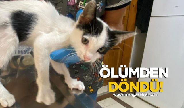 Yavru kedi ölümden döndü!