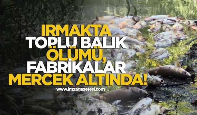 Irmakta Toplu Balık Ölümü, Fabrikalar Mercek Altında!