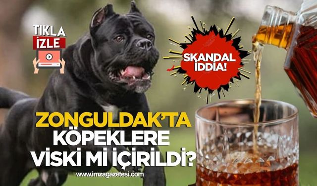 Hayvanseverleri Ayağa Kaldıran İddia! Zonguldak'ta köpeklere viski mi içirildi?