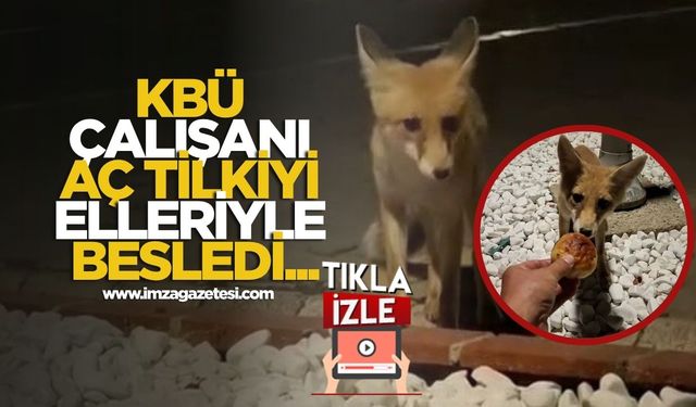 Karabük Üniversitesi'nde Gece Yarısı Sürprizi... Aç Tilkiyi Elleriyle Besledi...