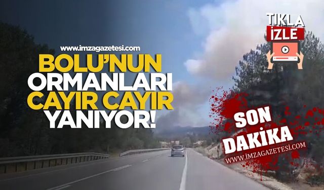 Bolu'nun yemyeşil ormanları alev alev yanıyor!