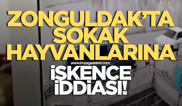 Zonguldak'ta sokak hayvanlarına işkence ediyor iddiası