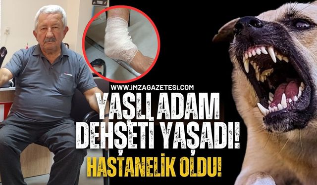 Çaycuma'da Sokak Köpeği Saldırısı! 71 Yaşındaki Adam Hastanelik Oldu!