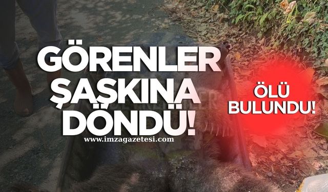 Görenler Gözlerine İnanamadı! Ölü bulundu!