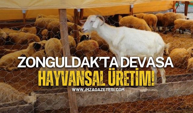 Zonguldak’ta Devasa Hayvansal Üretim!