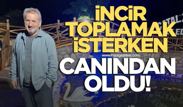İncir toplamak isterken canından oldu