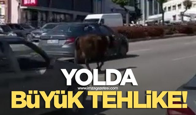 Yolda büyük tehlike