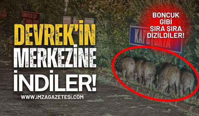 Devrek'te Boncuk Gibi Dizildiler! Aç Kalan Domuzlar Merkeze İndi!