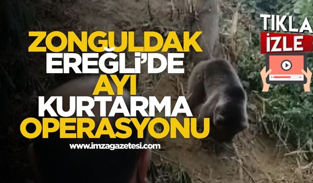Zonguldak Ereğli'de Ayı Kurtarma Operasyonu Kamerada...