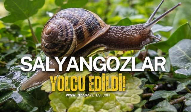 Salyangozlar yolcu edildi!