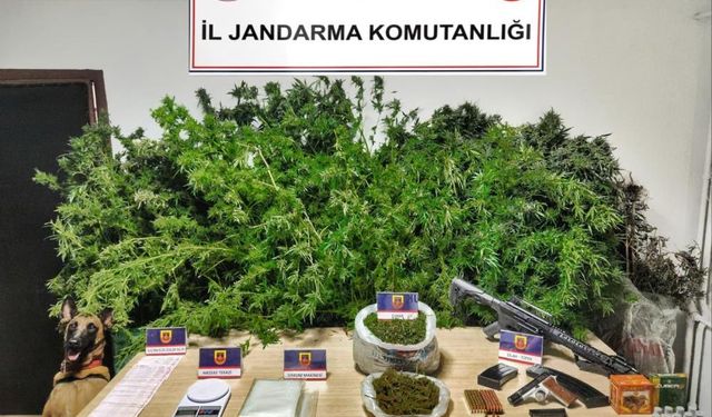Safranbolu'da Yasa Dışı Kenevir Ekimi Yapan 3 Şüpheli Tutuklandı