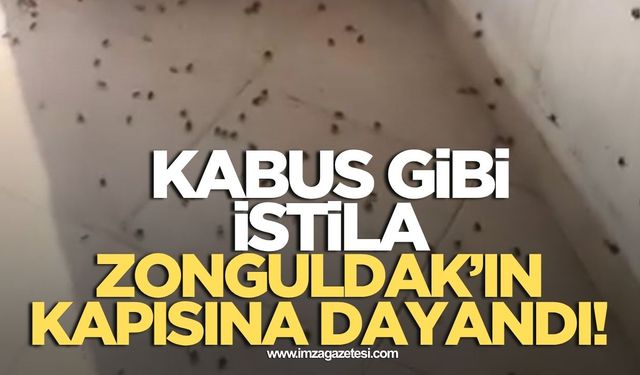 Kabus gibi istila Zonguldak'ın kapısına dayandı