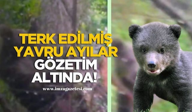 Terk Edilmiş Yavru Ayılar Gözetim Altında!