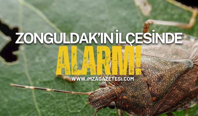 Zonguldak'ın ilçesinde kokarca alarmı!