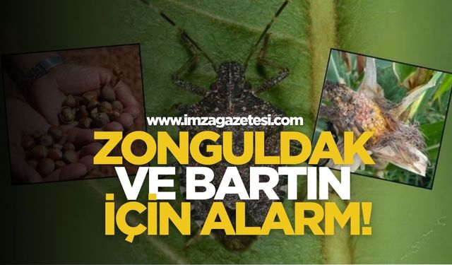 Zonguldak ve Bartın İçin Alarm! Kahverengi Kokarca Böceğiyle Geniş Çaplı Mücadele Başlatıldı!