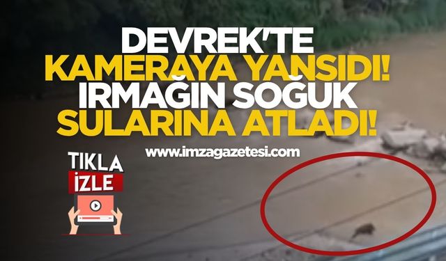 Devrek'te Kameraya Yansıdı! Irmağın Soğuk Sularına Atladı!