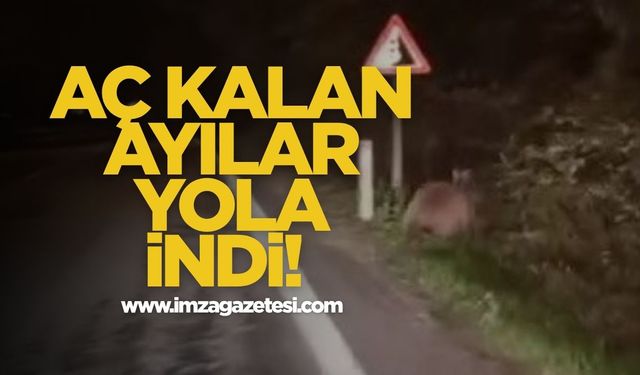 Aç Kalan Ayılar Yola İndi!
