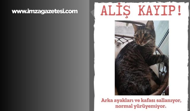 Dikkat Aliş Kayboldu!