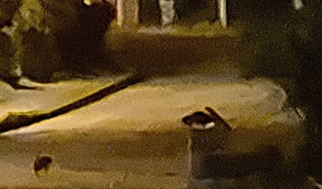 Aç kalan çakal yavruları Bartın şehir merkezinde!