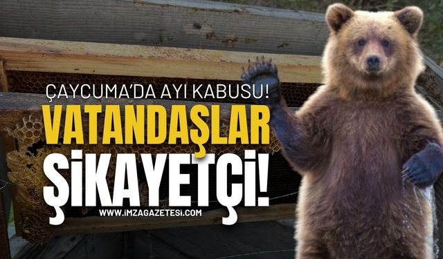 Zonguldak Çaycuma'da Ayı Kabusu!