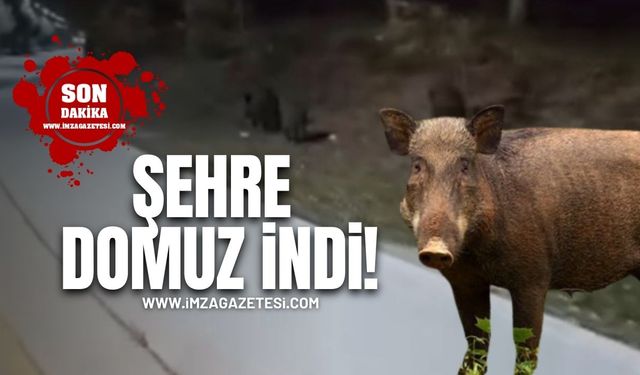 Şehre domuz indi! Görenler şok geçirdi!