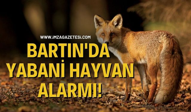Bartın'da Yabani Hayvan Alarmı!