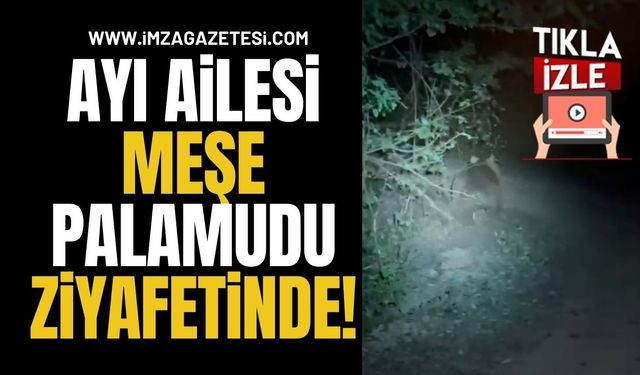 Ayı Ailesi Meşe Palamudu Ziyafetinde!